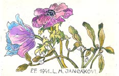 Jankov  Marie